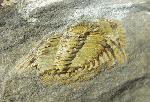 Kettneraspis seiberti BASSE in BASSE & MLLER 2004 - Bild © FossNet FossilienStore